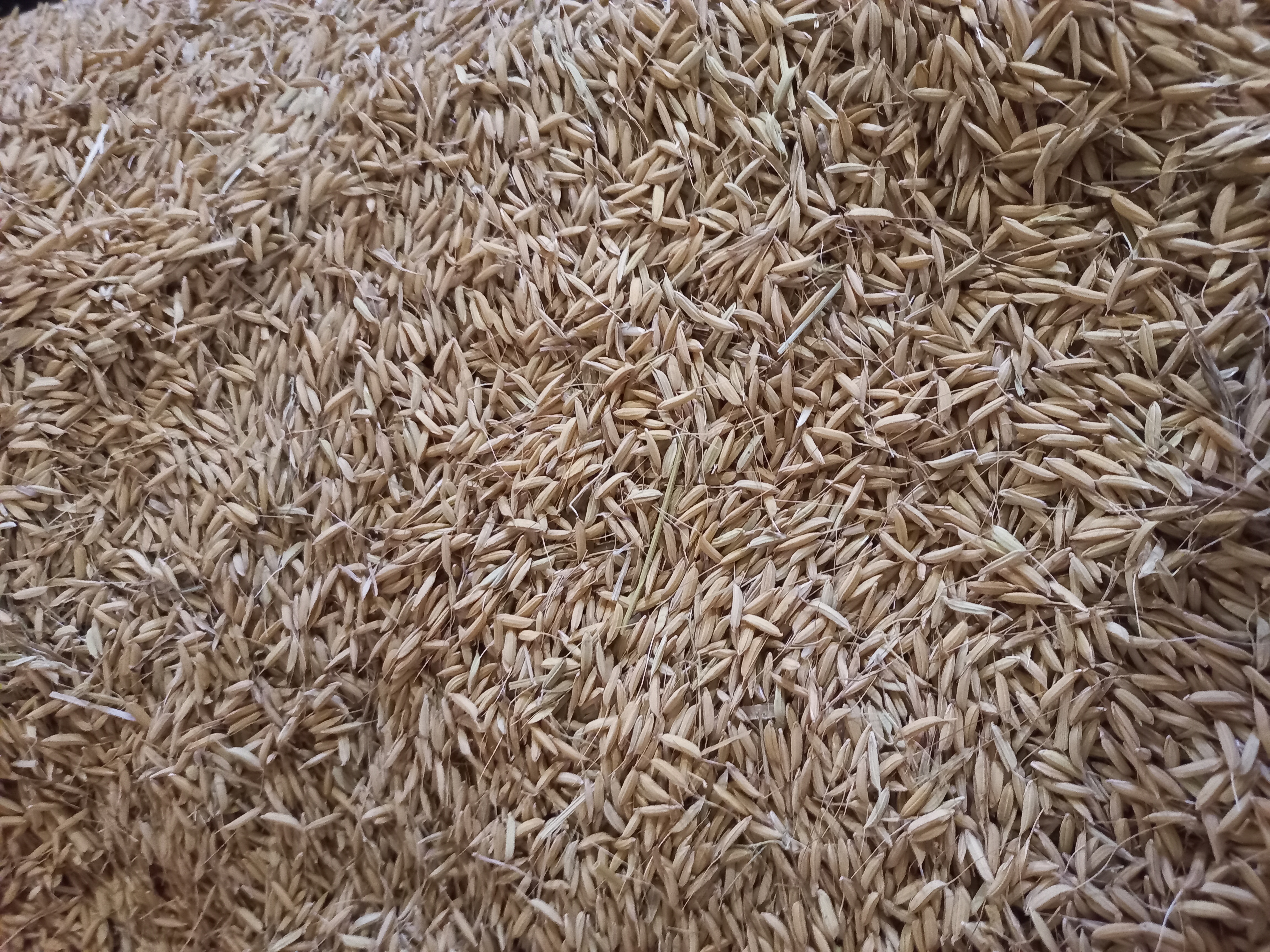 iranian-rice